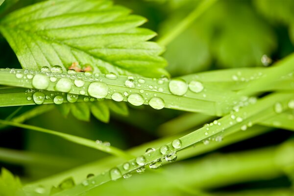 Dew on the leaves of the plants after the rain