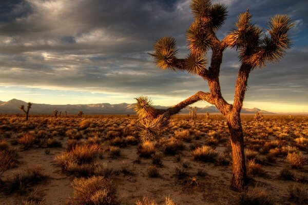 Sunset landscape in a dry desert