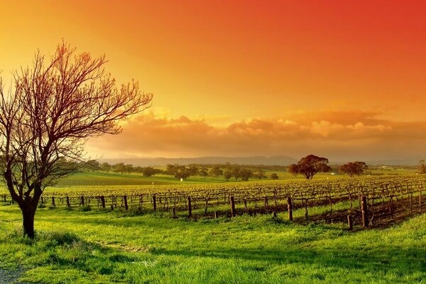 Young vineyards on the background of a fiery sky