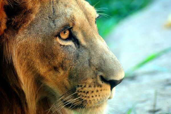 Lion de la faune dans l herbe