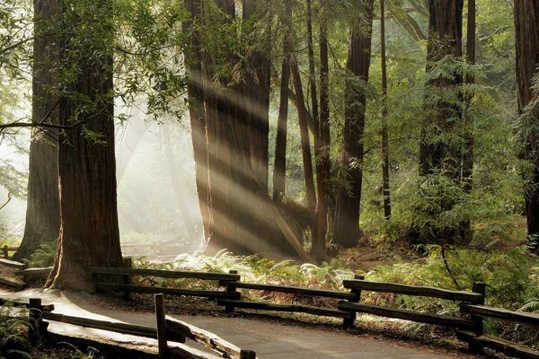 A road in the forest among ancient trees