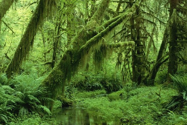 Marais boisés de la forêt tropicale