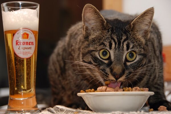 The cat is having a beer