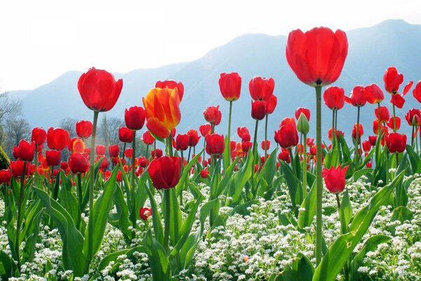 Tudipan la flor de primavera más hermosa