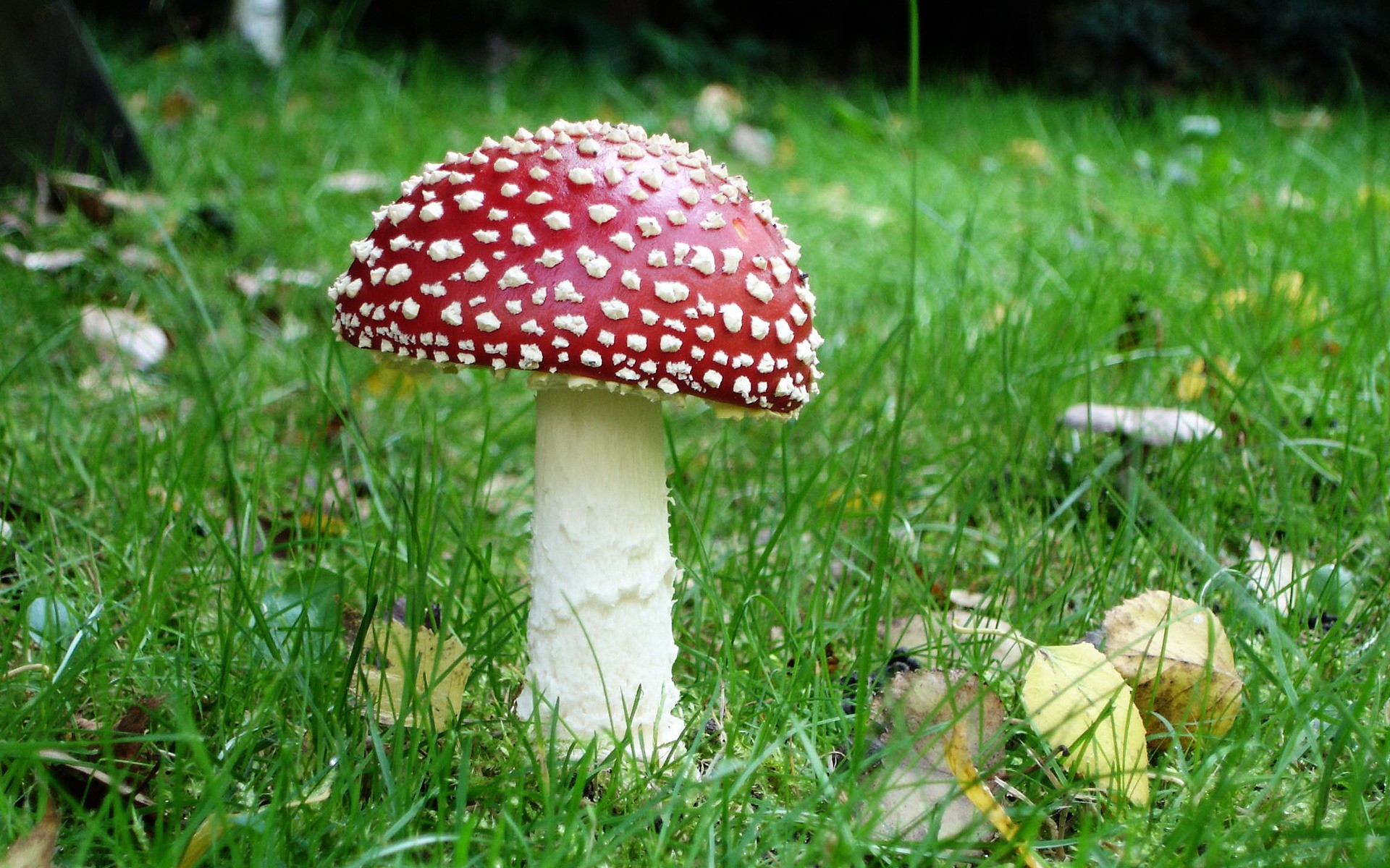 plants grass mushroom nature fungus fall wild outdoors summer season toxic toadstool wood leaf hayfield flora