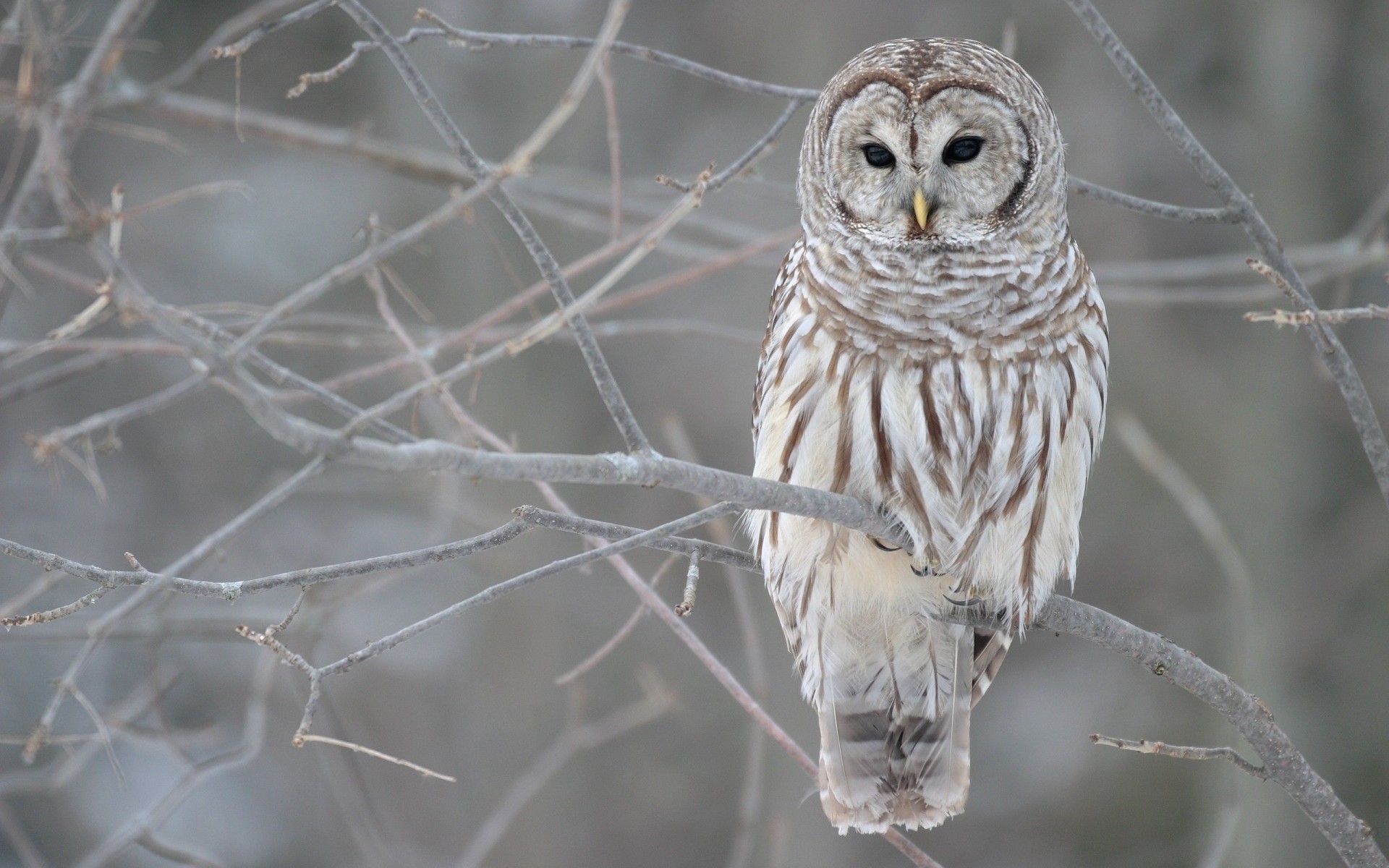 owl bird nature wildlife animal close-up winter wild