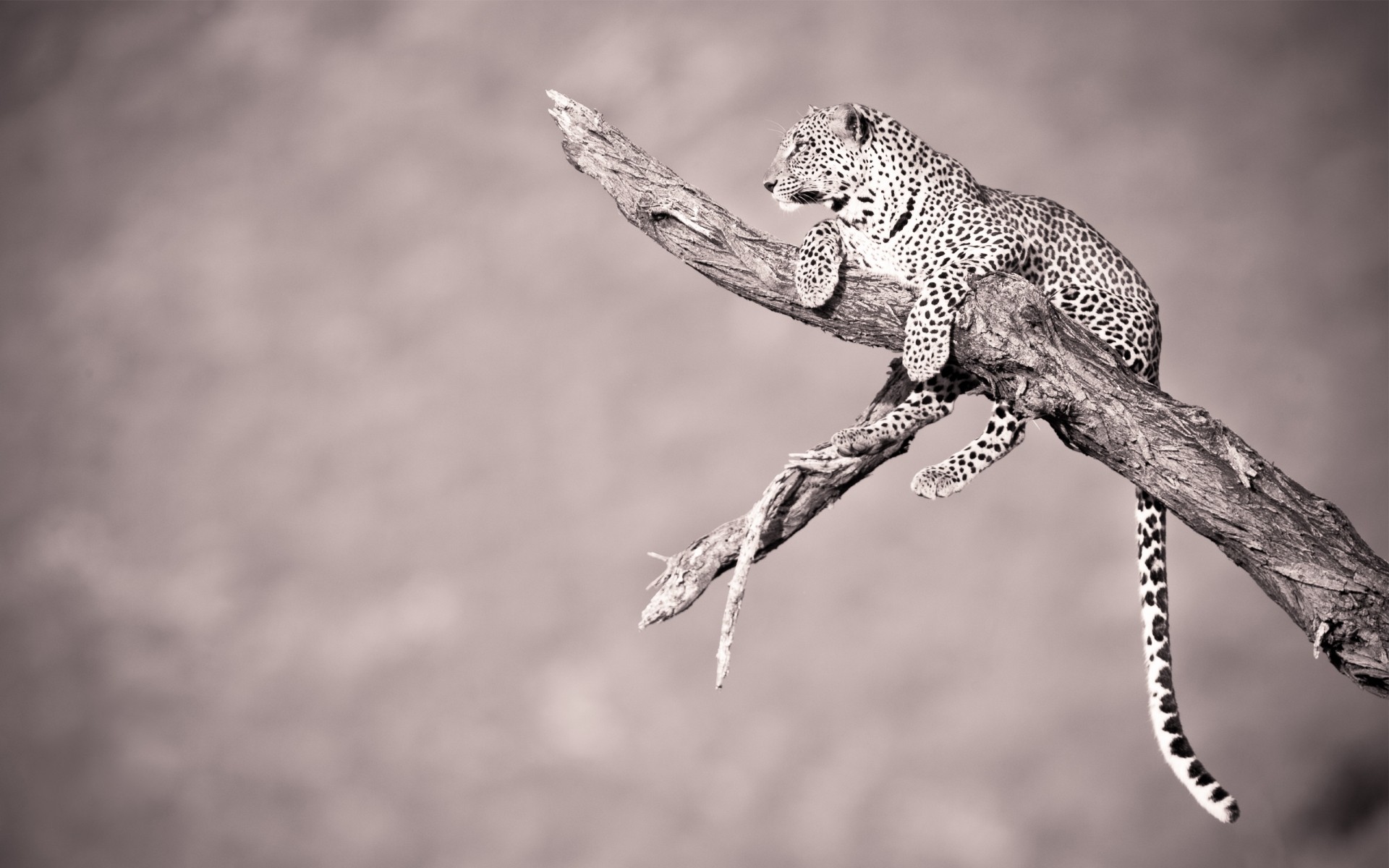 animaux faune nature animal portrait léopard