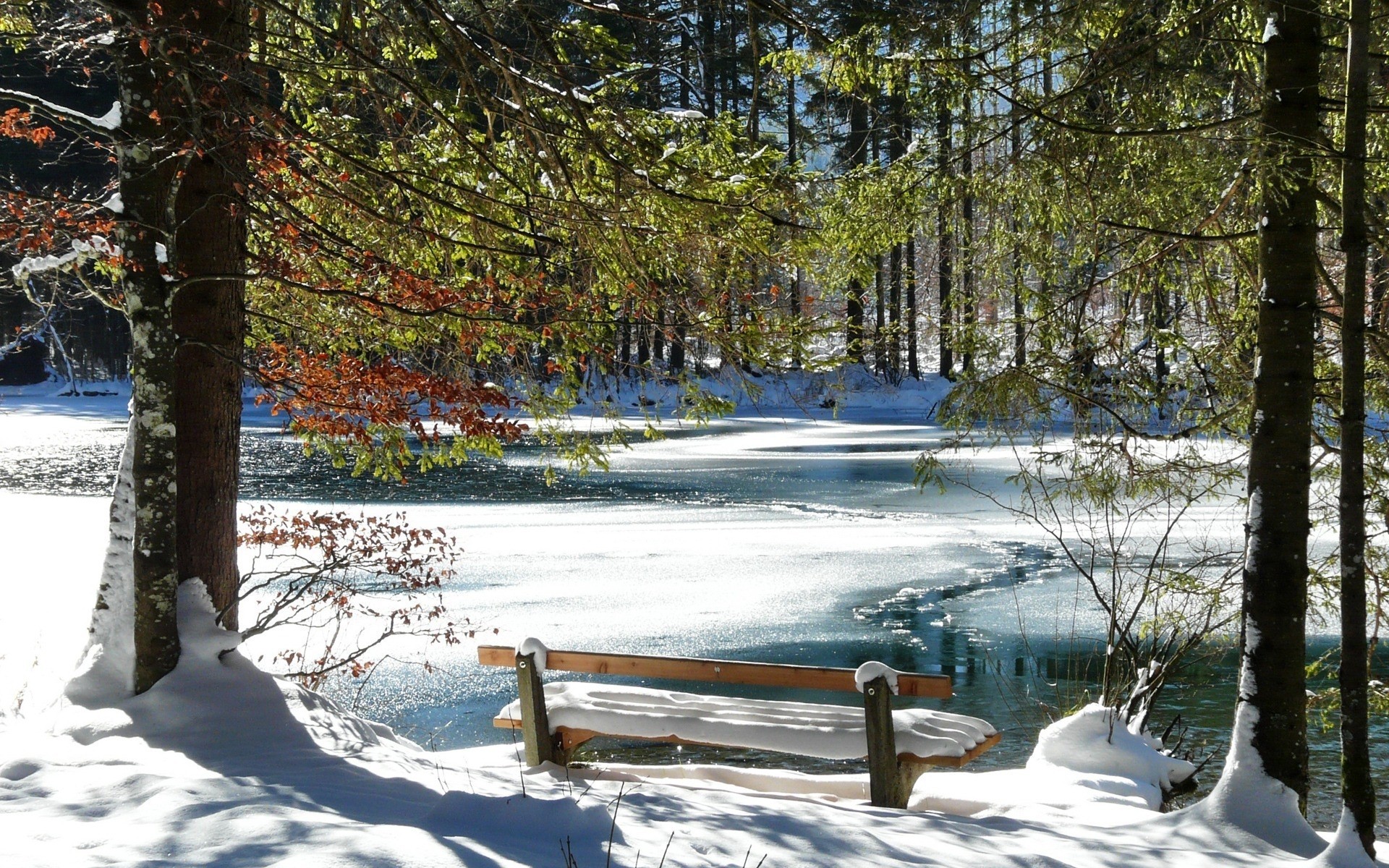 hiver neige bois froid bois gel saison paysage scénique congelé nature glace à l extérieur météo beau temps scène neige-blanc parc paysage lac