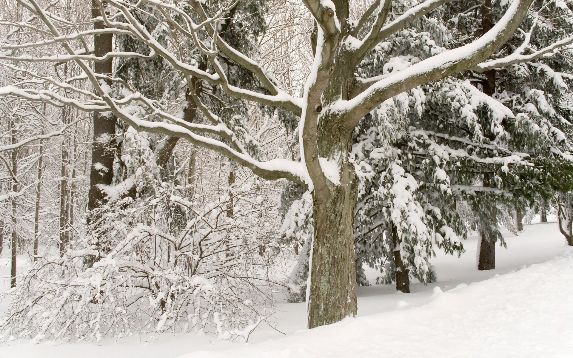 inverno neve gelo freddo albero legno ramo stagione congelato tempo ghiaccio paesaggio natura neve-bianco gelido tempesta di neve scena paesaggio sfondo