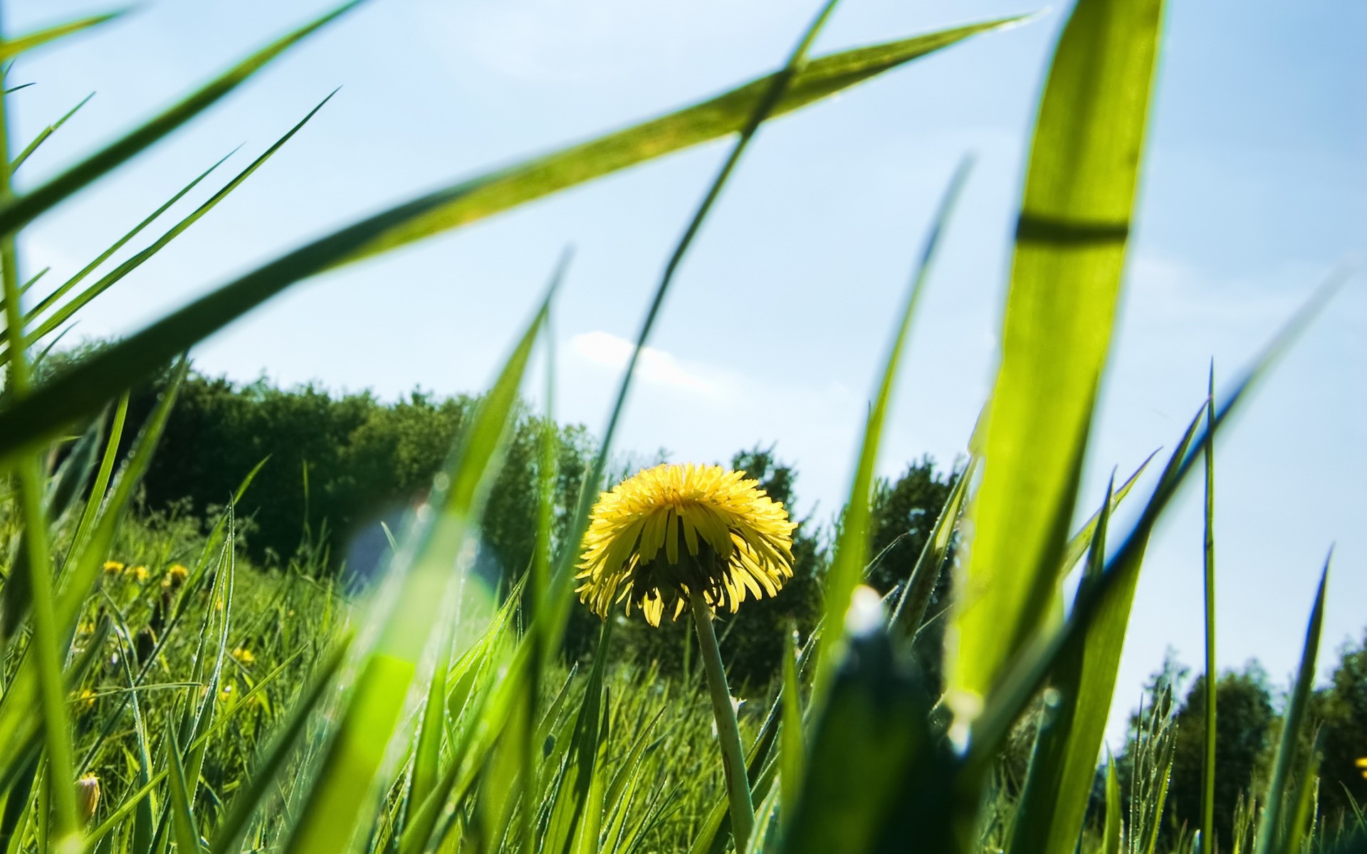 flowers grass growth nature flora field leaf environment hayfield summer garden fair weather rural lawn sun outdoors freshness husk lush dawn