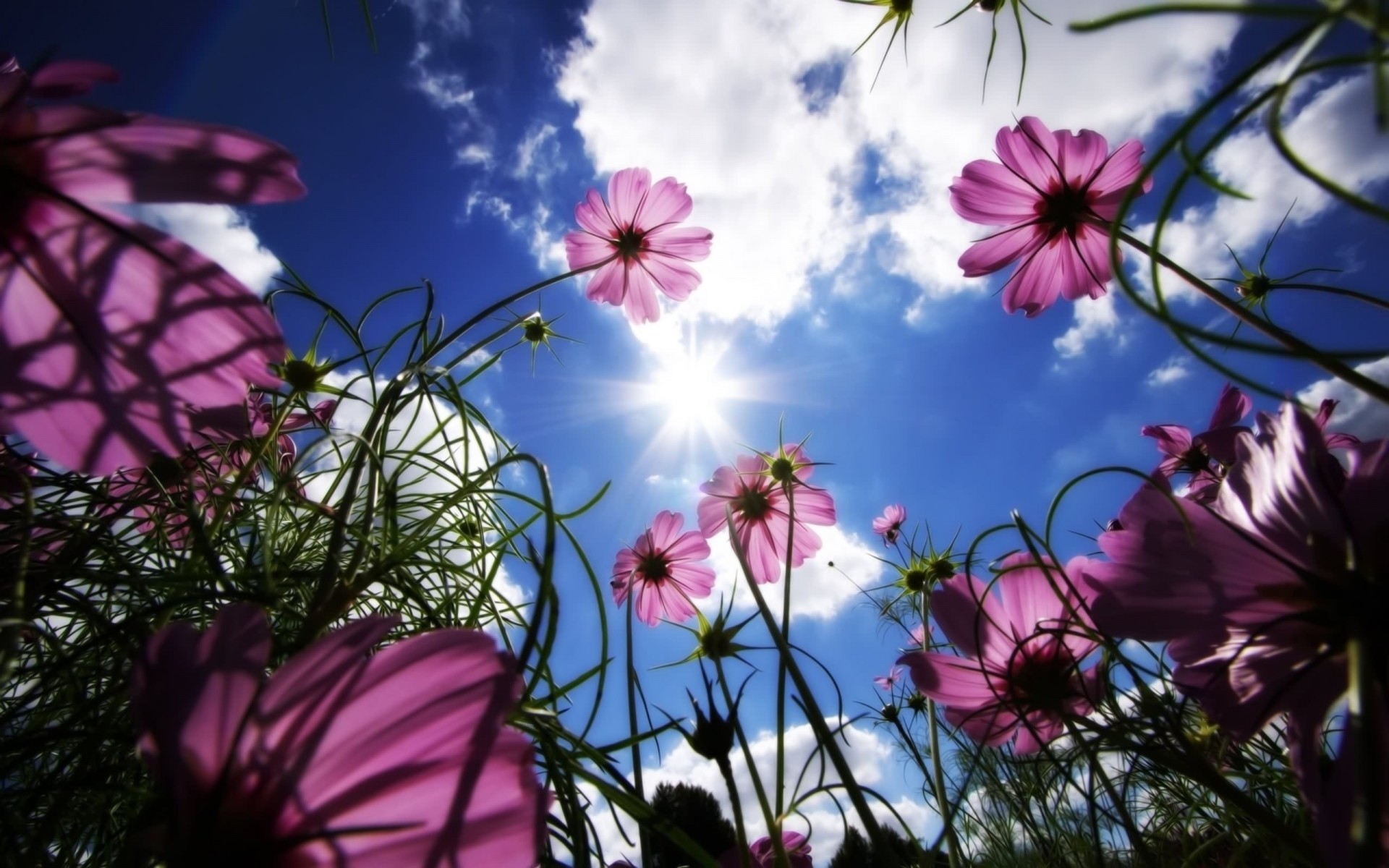 fleurs fleur nature flore été champ herbe couleur jardin soleil floral foin belle feuille paysage fond