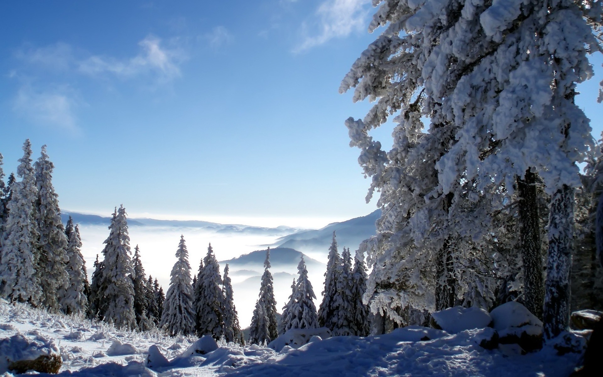 winter snow cold frost wood ice mountain tree evergreen frozen pine conifer fir nature landscape scenic season snowy outdoors lanscape background