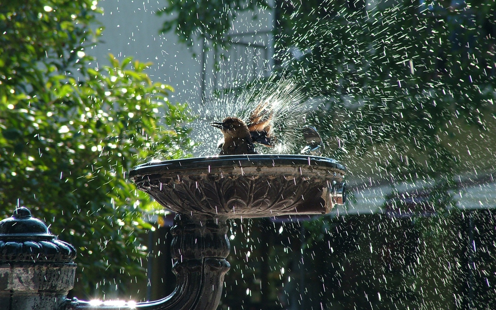 uccelli fontana di acqua all aperto natura giardino uccello pioggia parco estate albero bagnato viaggi fauna selvatica foglia fiume