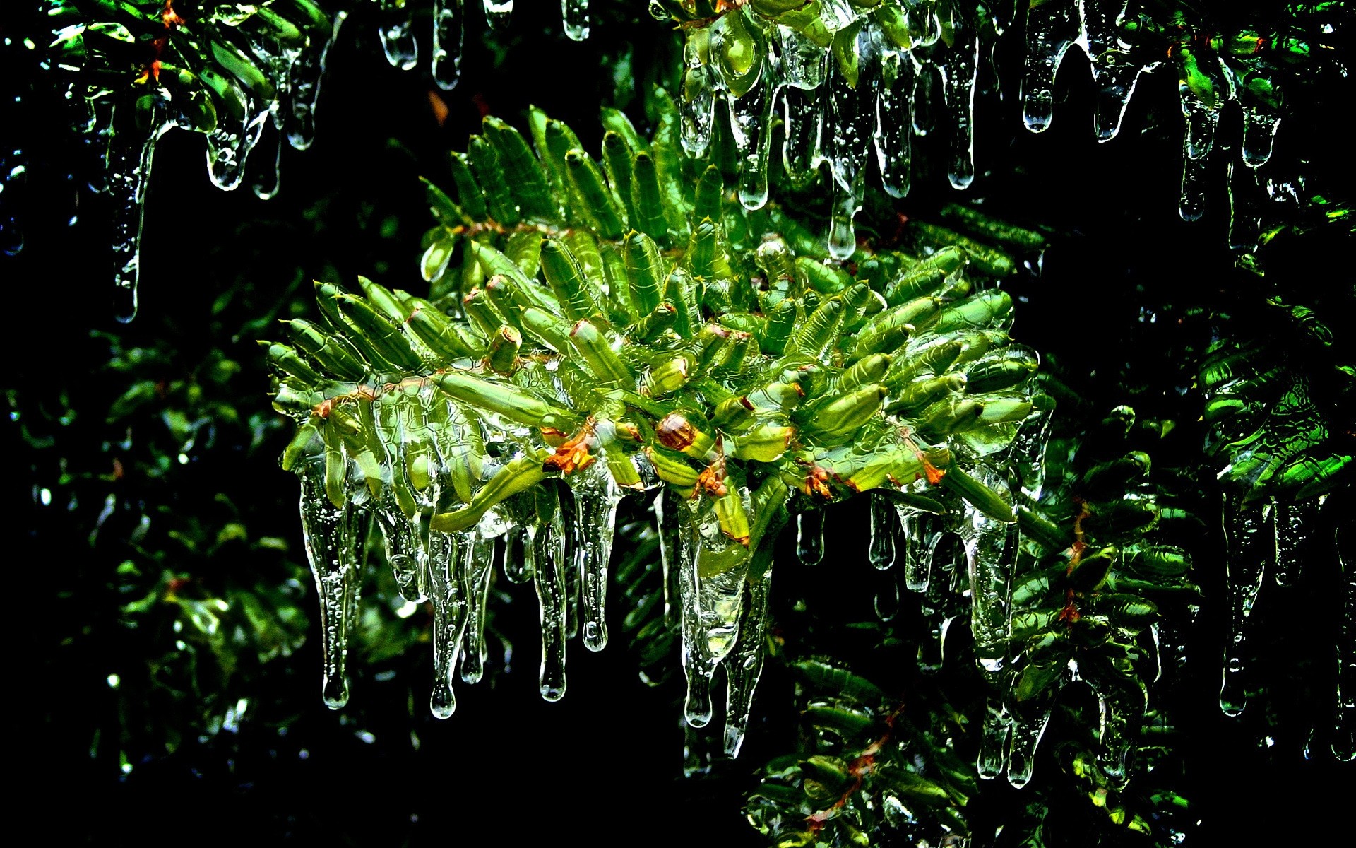 hiver nature feuille flore arbre bois extérieur branche croissance jardin glace eau congelé