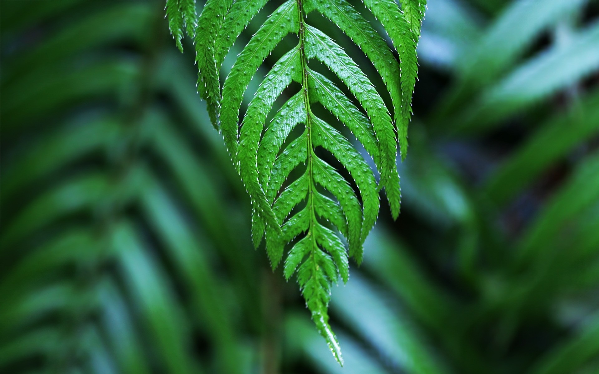 植物 叶 植物群 生长 自然 郁郁葱葱 蕨类植物 花园 环境 夏天 树 新鲜 雨 叶 特写 生态 户外 颜色 植物 环境