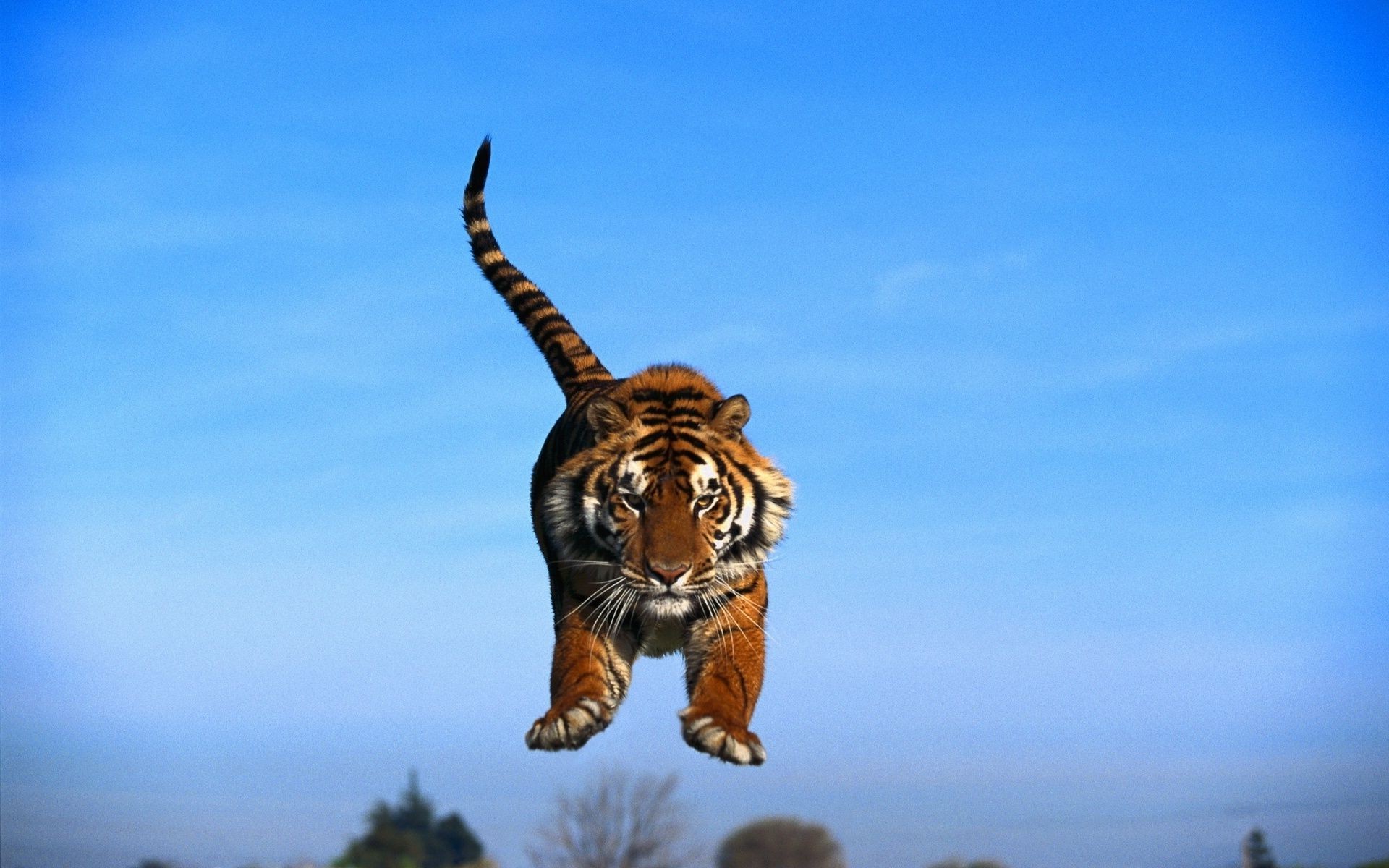 tigres faune nature mammifère à l extérieur chat