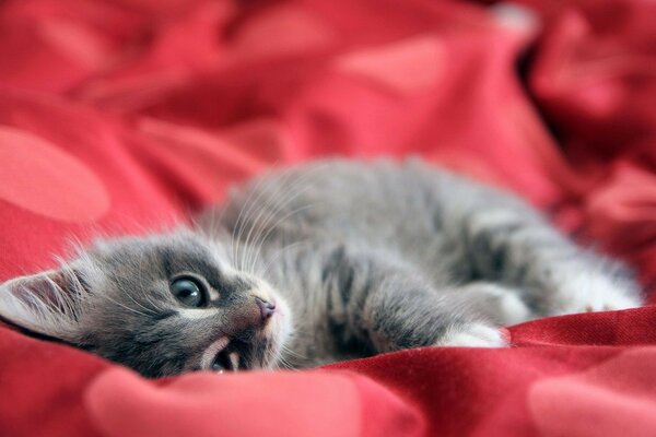 El sueño de un lindo gatito sobre un fondo rojo