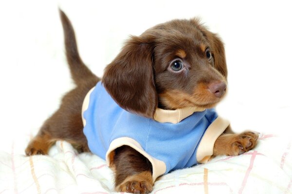 Pequeño cachorro con ropa en la almohada