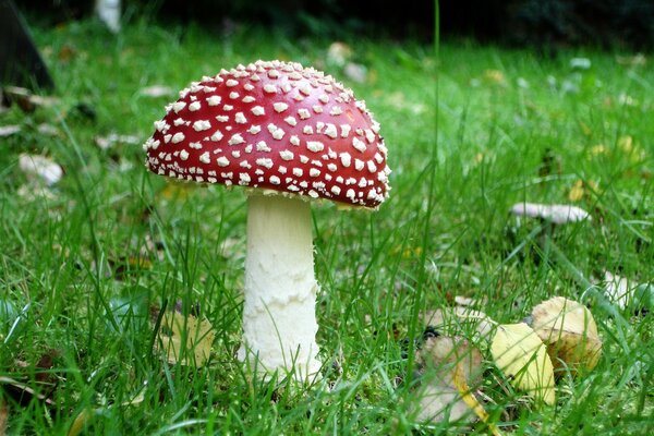 Roter Pilz mit Punkten auf weißem Bein