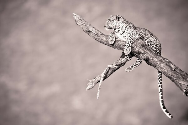 Wildlife leopard on a tree