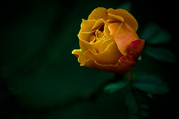 Fleur jaune sur le bureau