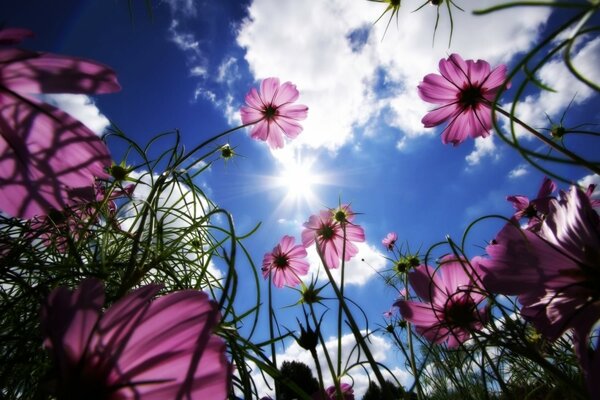 Fotos de flores y cielo