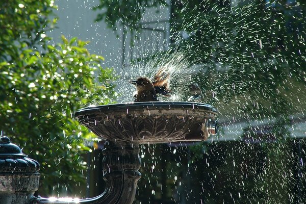 Bathing birds in a street fountain