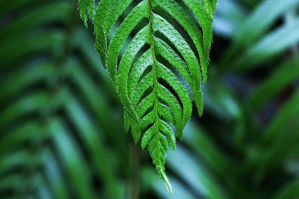 Naturaleza. Hojas verdes de plantas