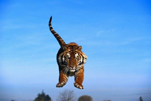 Kleines Tigerkind auf blauem Hintergrund