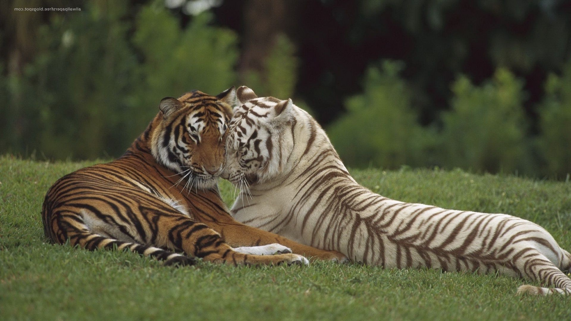 tygrysy tygrys dzika przyroda ssak kot pasek dziki dżungla myśliwy zoo zwierzę natura duży agresja safari drapieżnik niebezpieczeństwo mięsożerca futro polowanie