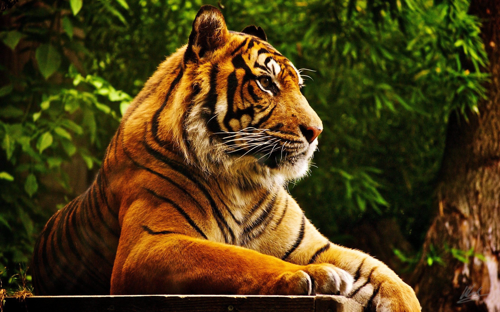 animales tigre gato selva vida silvestre depredador cazador grande mamífero peligro naturaleza animal salvaje safari zoológico carnívoro piel enojado retrato caza mirando