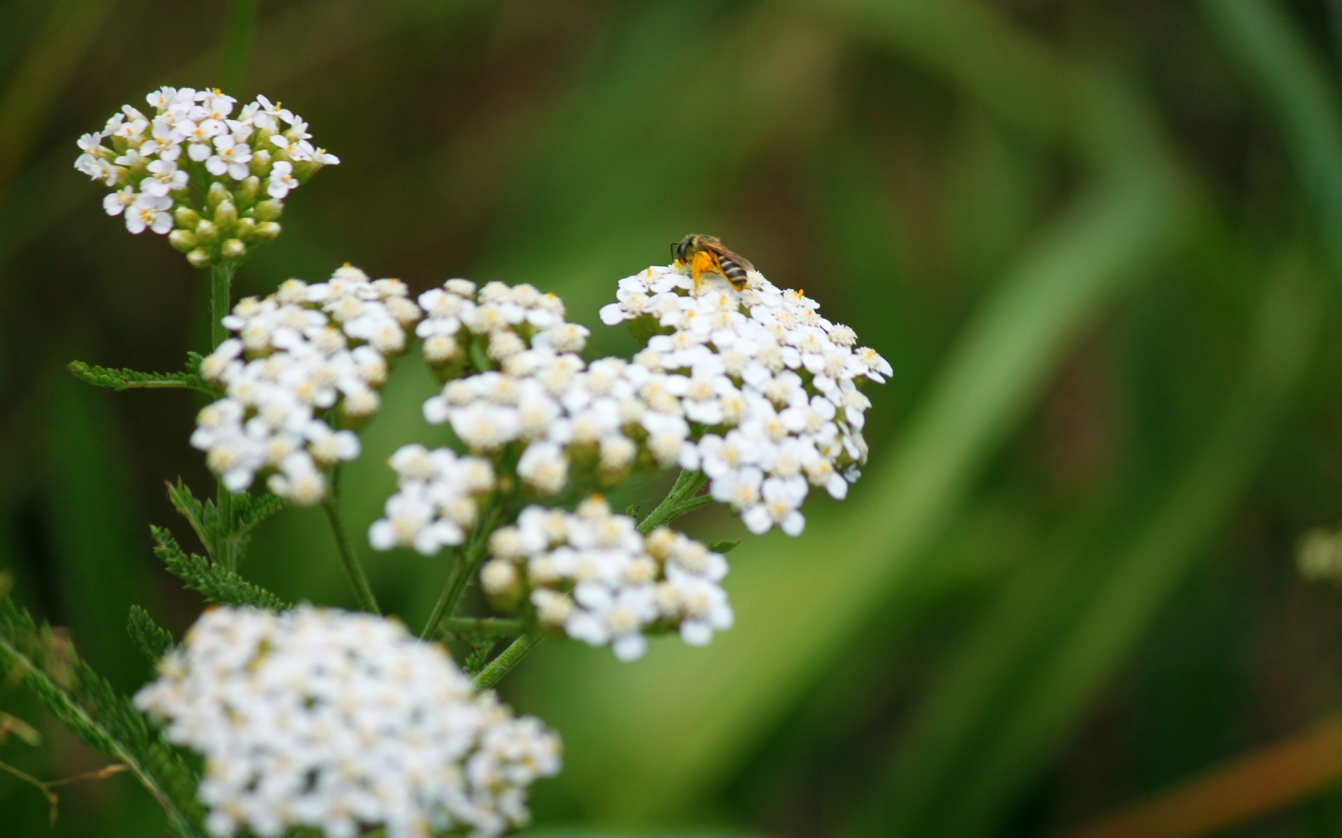 flores naturaleza flor flora hoja verano primer plano jardín al aire libre salvaje temporada hierba heno color insecto brillante campo abeja