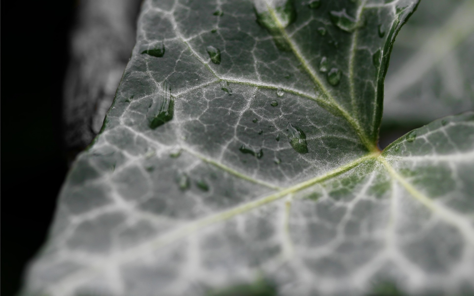 plantas hoja flora naturaleza crecimiento rocío jardín primer plano al aire libre gota lluvia verano brillante escritorio medio ambiente mojado color cerca frescura