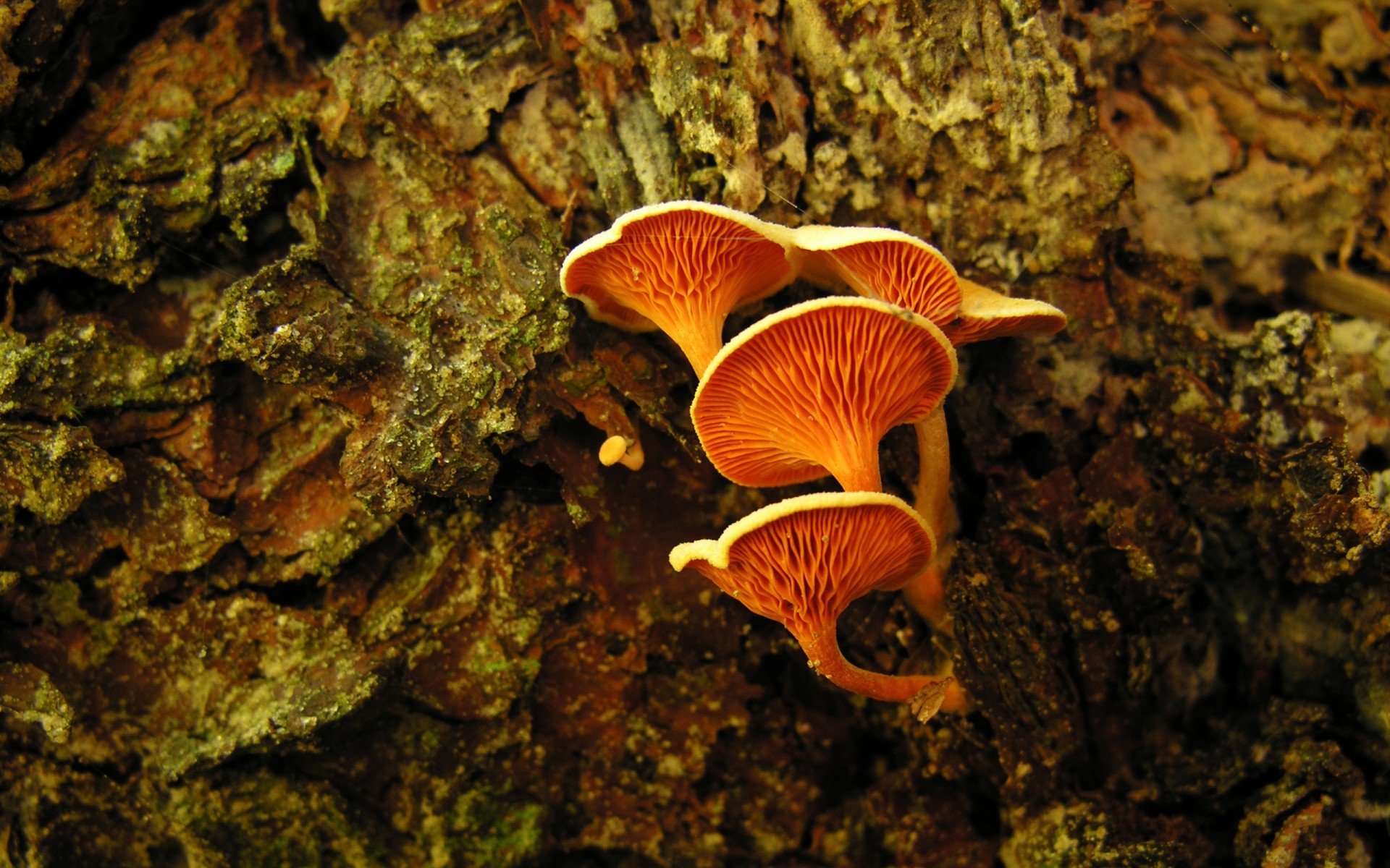 plantes champignon champignon automne nature poison champignon bois mousse à l extérieur lumière du jour toxique alimentaire