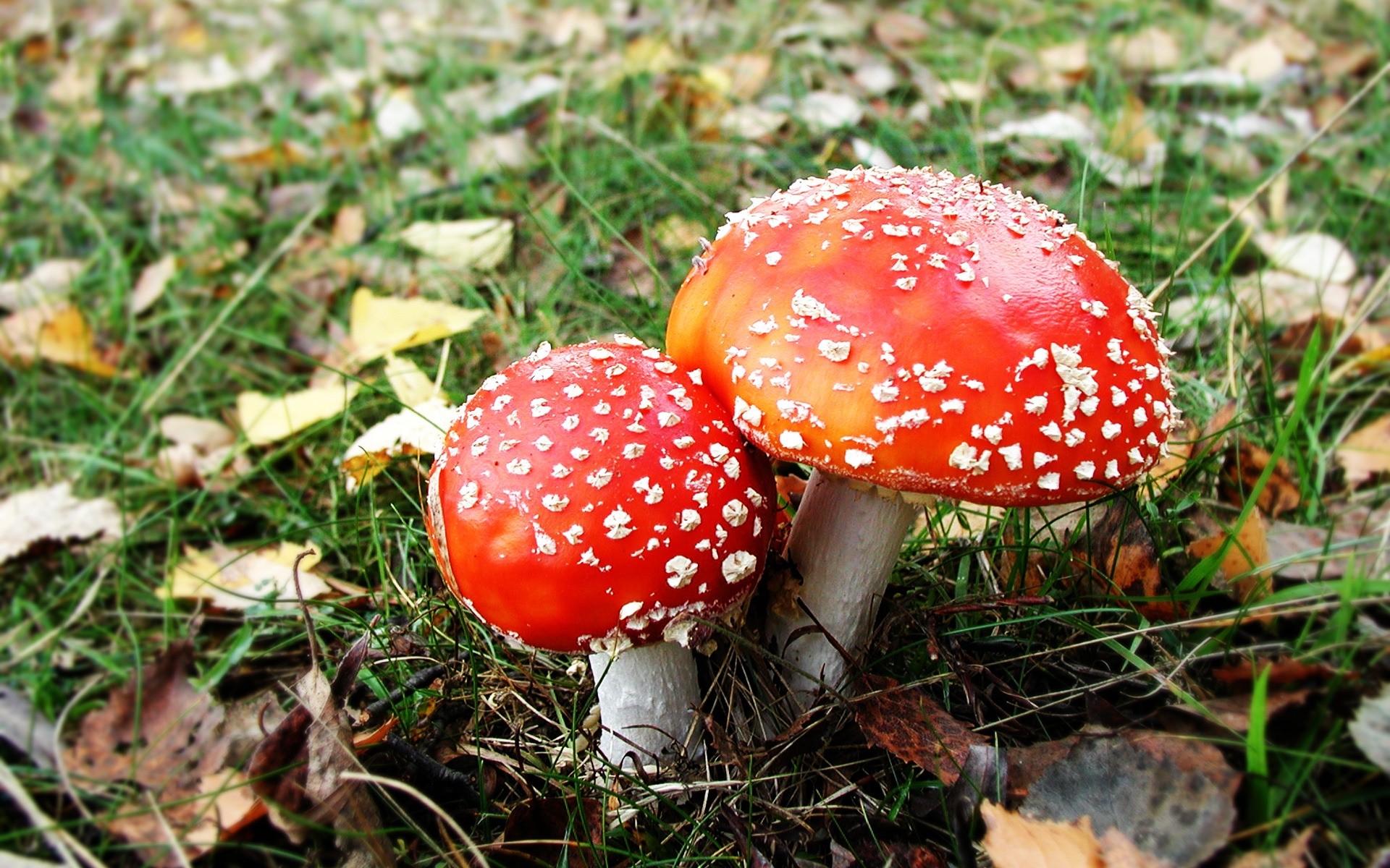 plantes champignon champignon champignon champignon automne nature saison herbe venin bois toxique comestible gros plan alimentaire borovik couverture sauvage feuille à l extérieur champignons