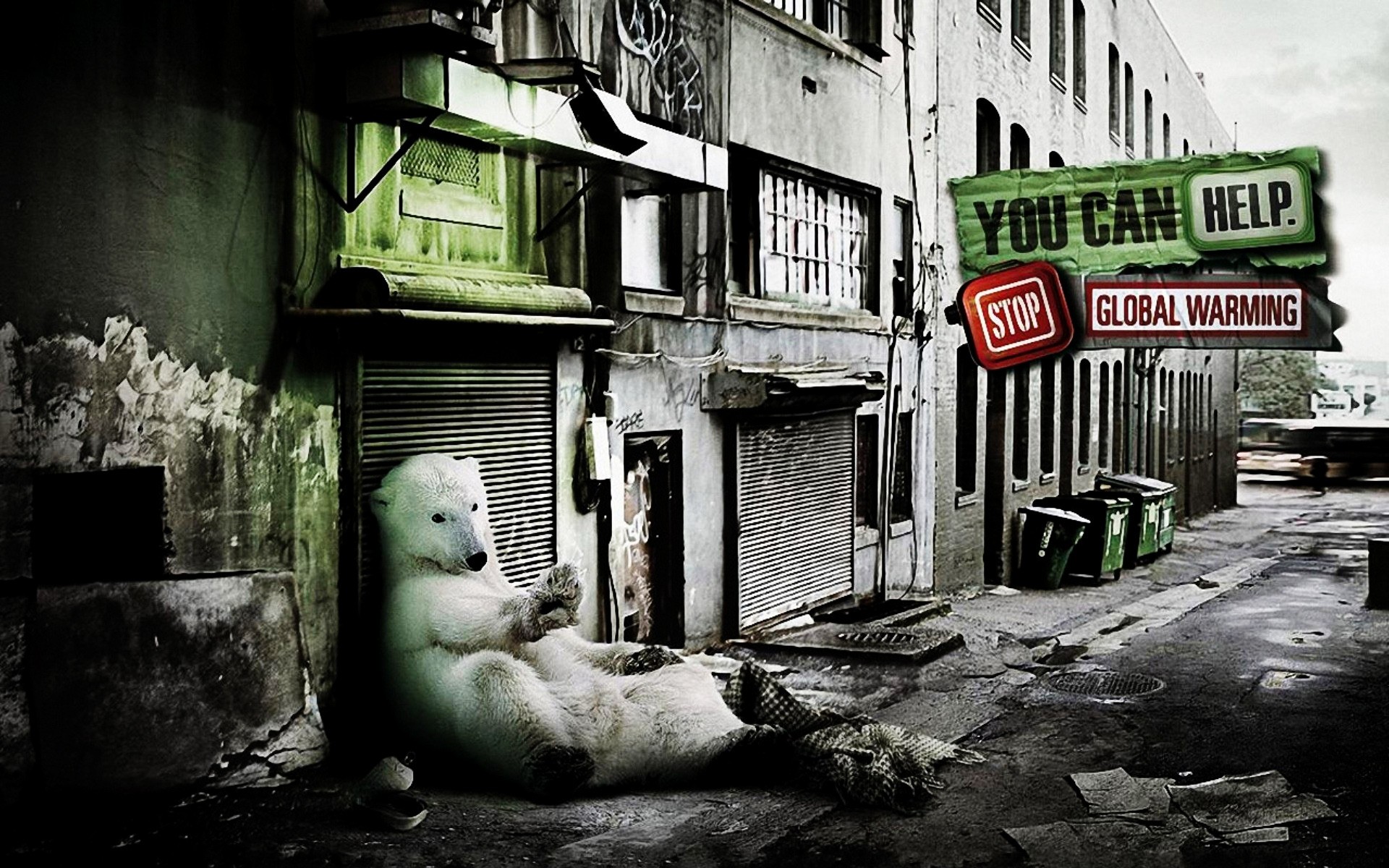 animals street travel polar bear bear