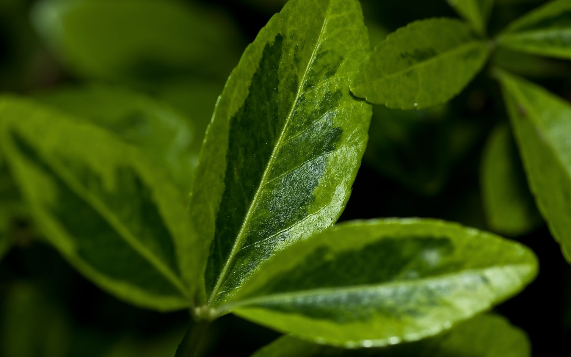 plants leaf flora nature growth rain close-up food freshness green