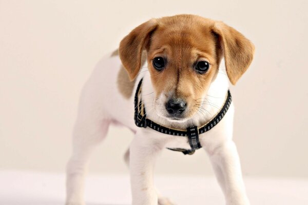 Süßer Hund mit traurigen Augen