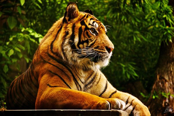 Tigre important de la faune