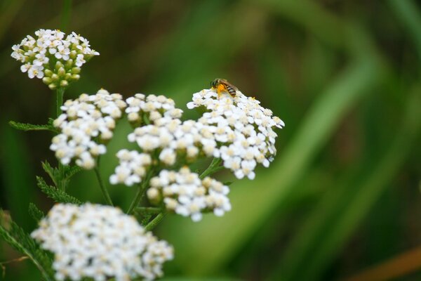 Eine Biene auf Blumen. Erstaunliche Natur