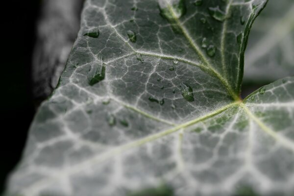 Rosée du matin sur une feuille verte