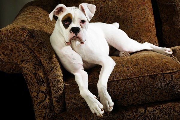 Portrait of a dog lying on the sofa