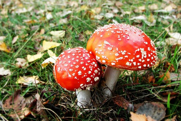 Zwei Fliegenpilze im Herbst auf einer Lichtung