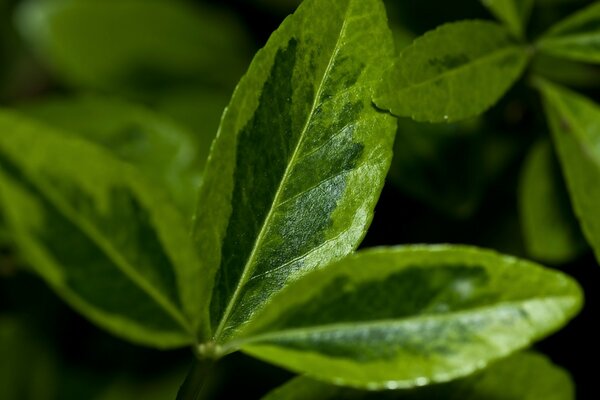 Flora. Green leaves of plants