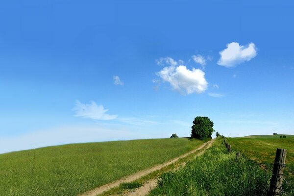 Schöne Sommerlandschaft mit viel Gras