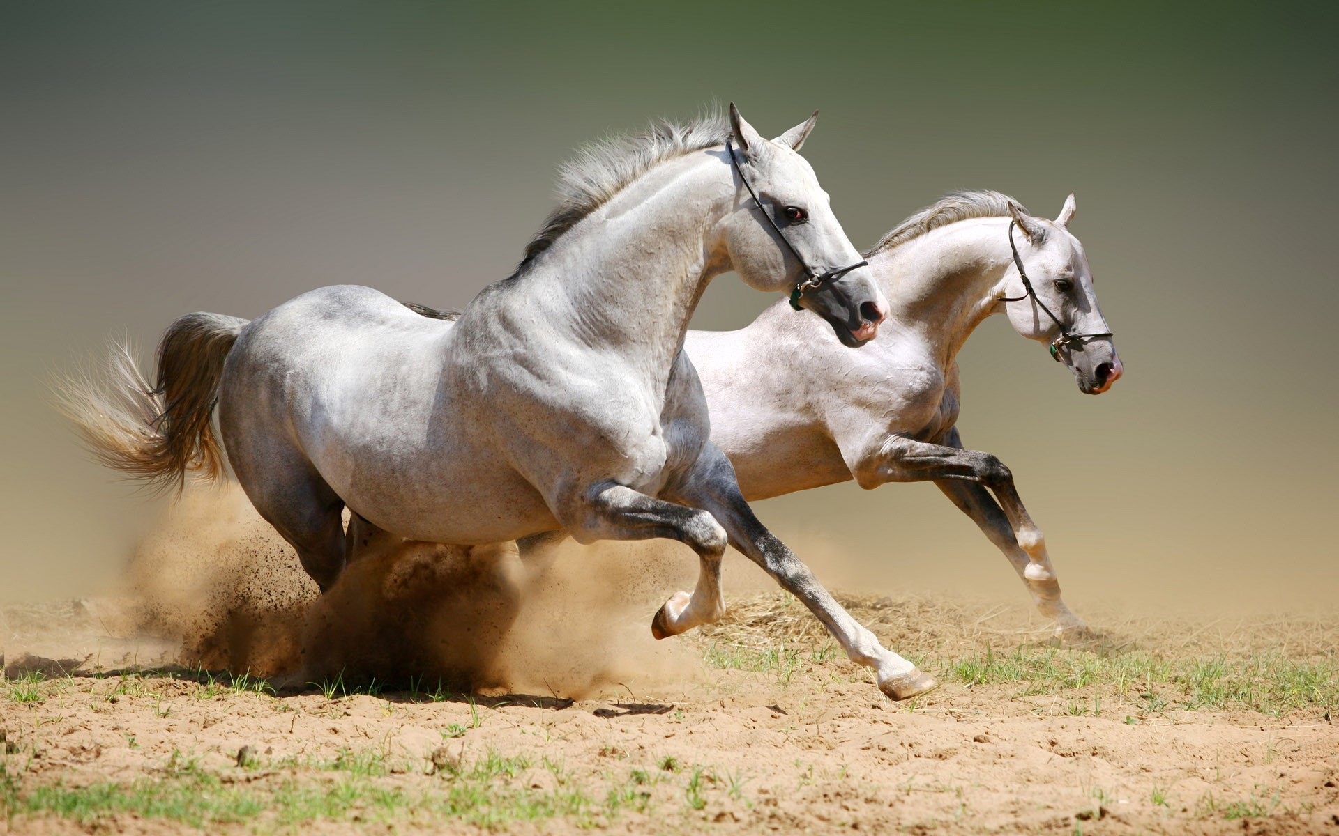 animais cavalo garanhão criação de cavalos mare cavalaria animal equestre mane mamífero skoko rápido castanha puro-sangue grama pônei campo ação fazenda pasto feno