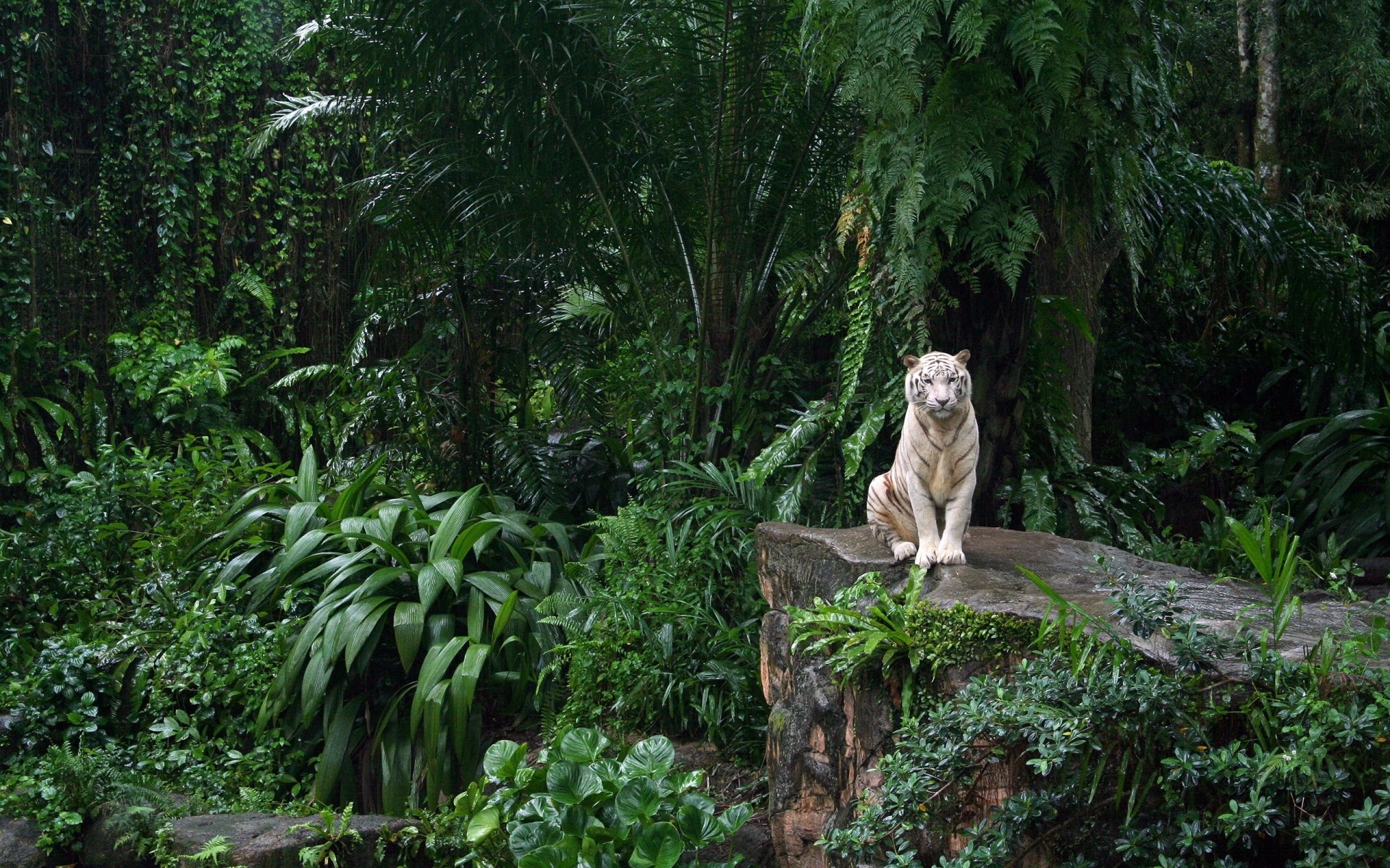 animales árbol madera naturaleza selva mamífero selva tropical al aire libre parque hoja tropical viajes vida silvestre salvaje tigre blanco tigre