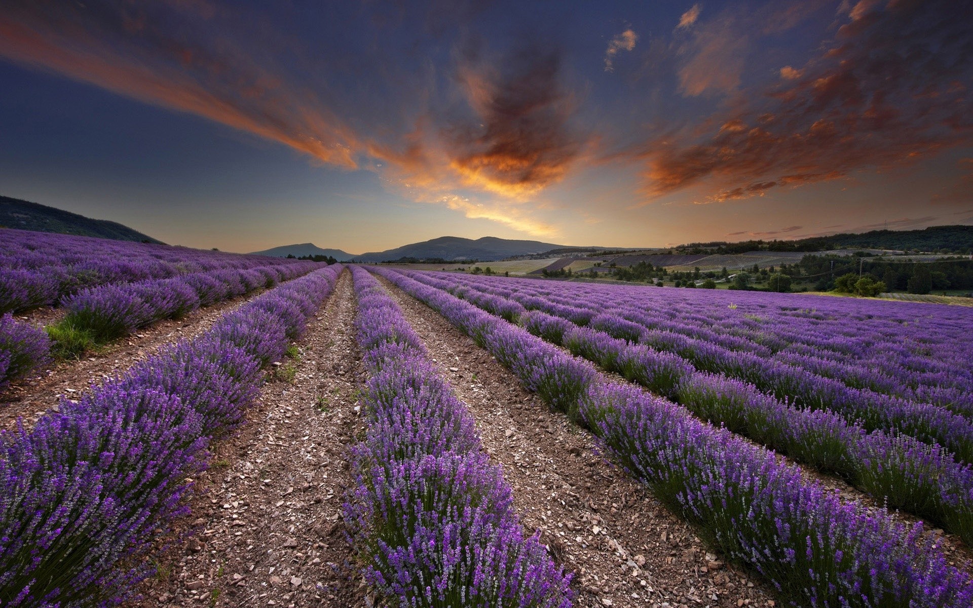 flores lavanda campo paisagem agricultura natureza flor campo fazenda rural ao ar livre abundância cor pôr do sol flora verão violet terra cênica paisagens fundo