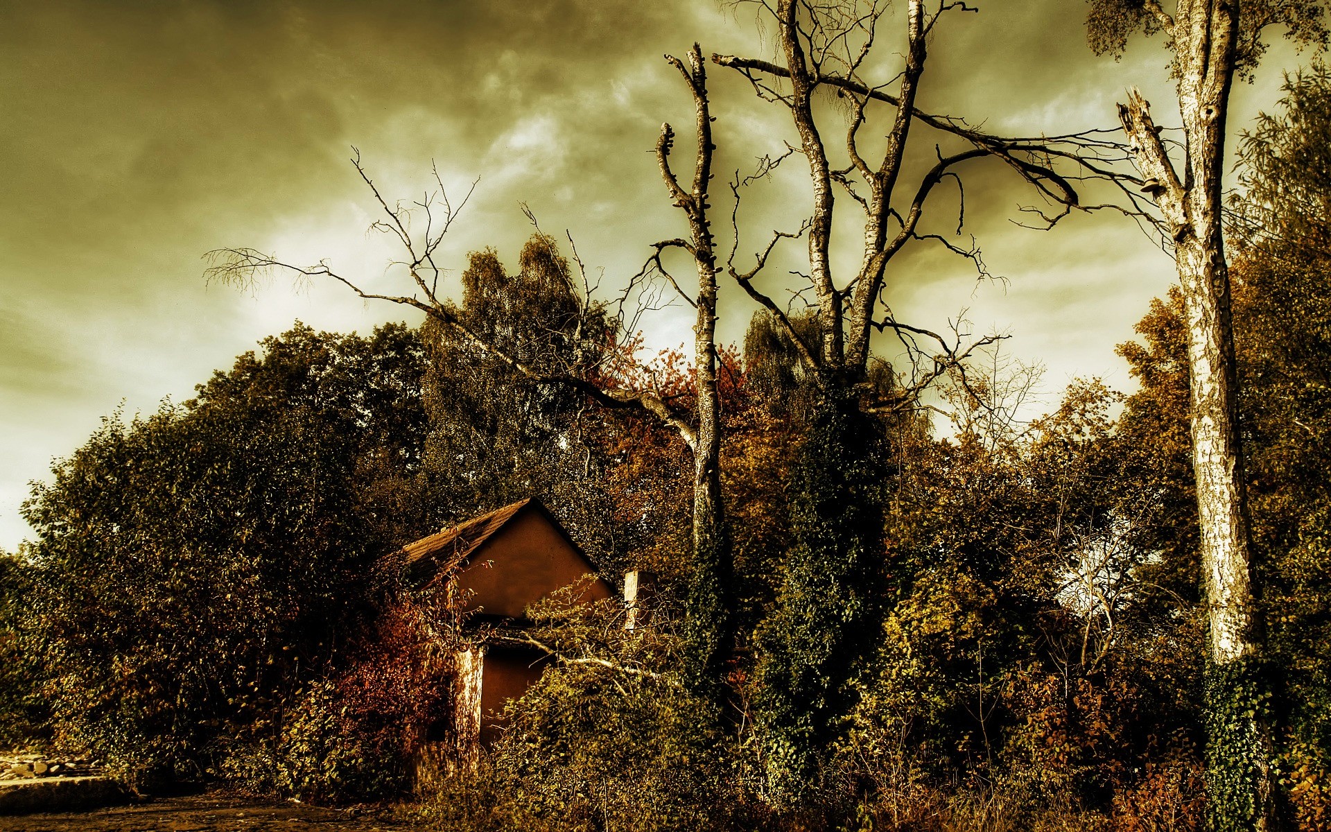 paysage arbre bois nature paysage dehors coucher de soleil ciel aube automne branche feuille arbres fond