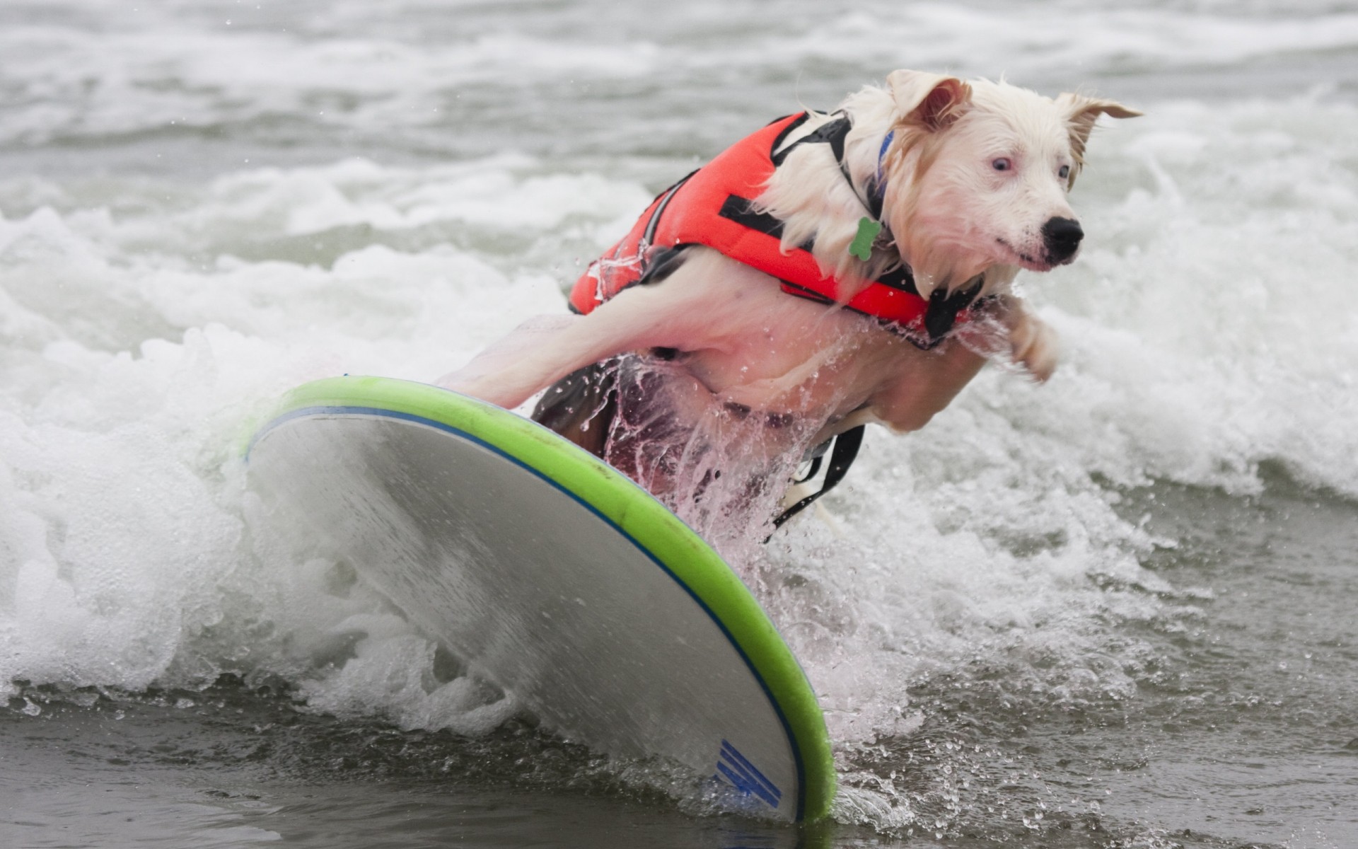 chiens eau humide surf action sports nautiques plaisir loisirs splash plage un loisirs mer concurrence océan sport drôlement animaux